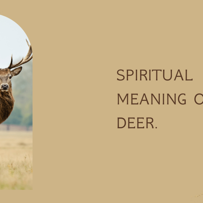 Spiritual Meaning Of Deer MELTBLOGS