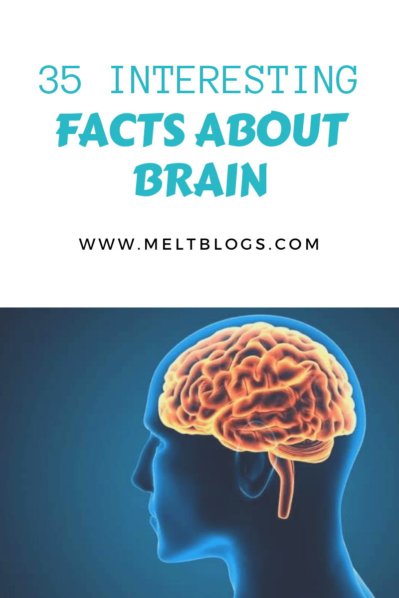 interesting facts about brain