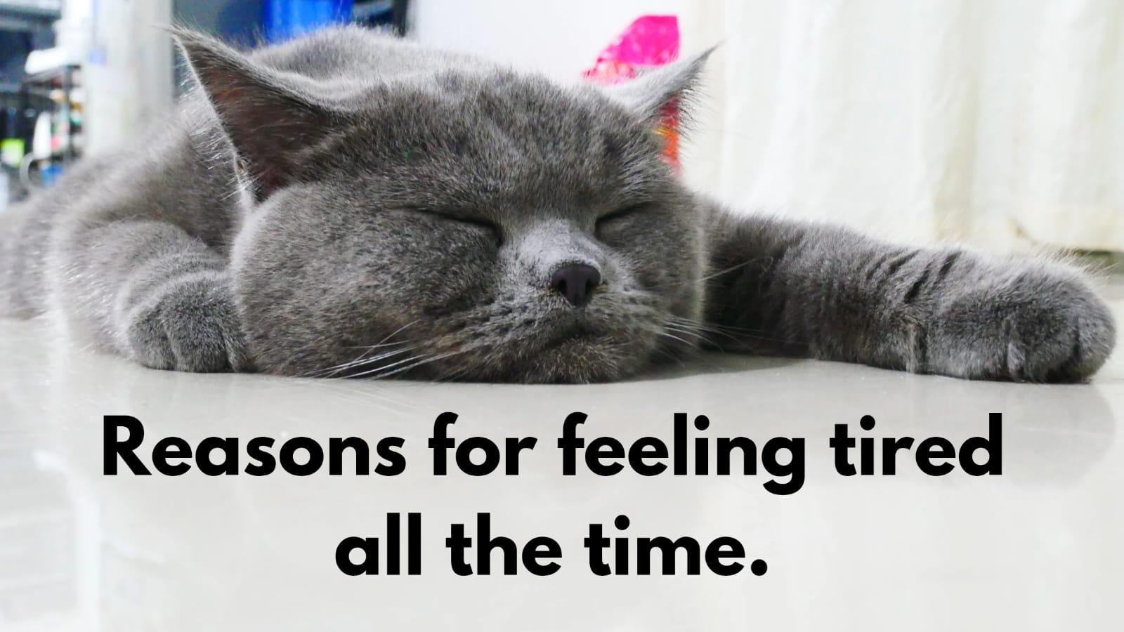 reasons-for-feeling-tired-all-the-time-meltblogs