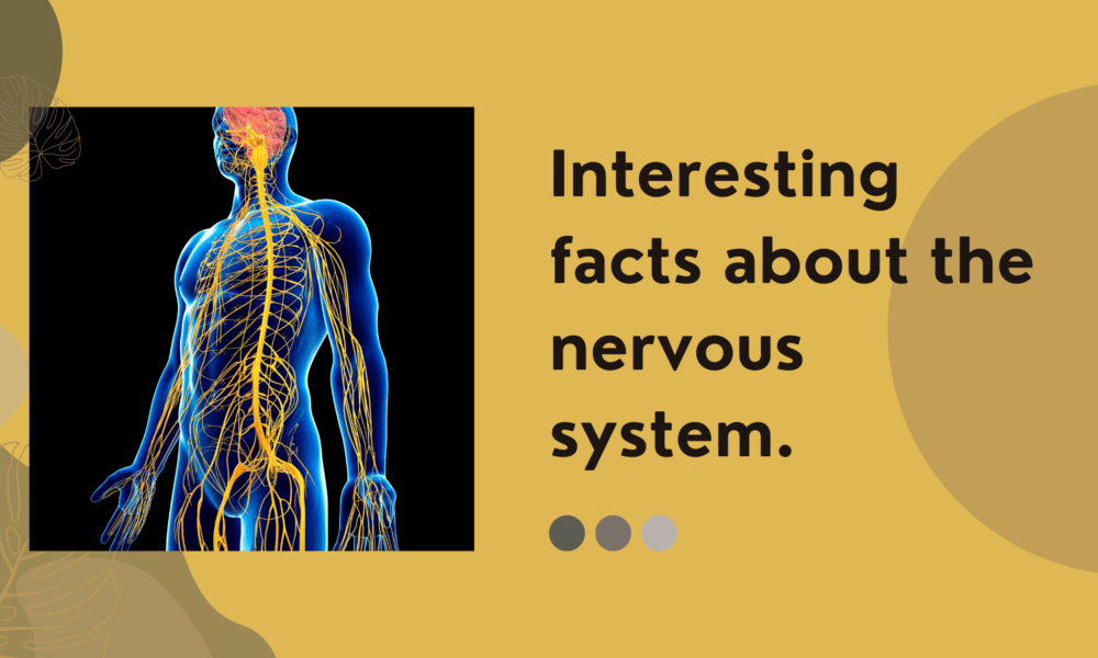 Interesting facts about the nervous system.