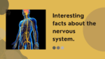 Interesting facts about the nervous system.