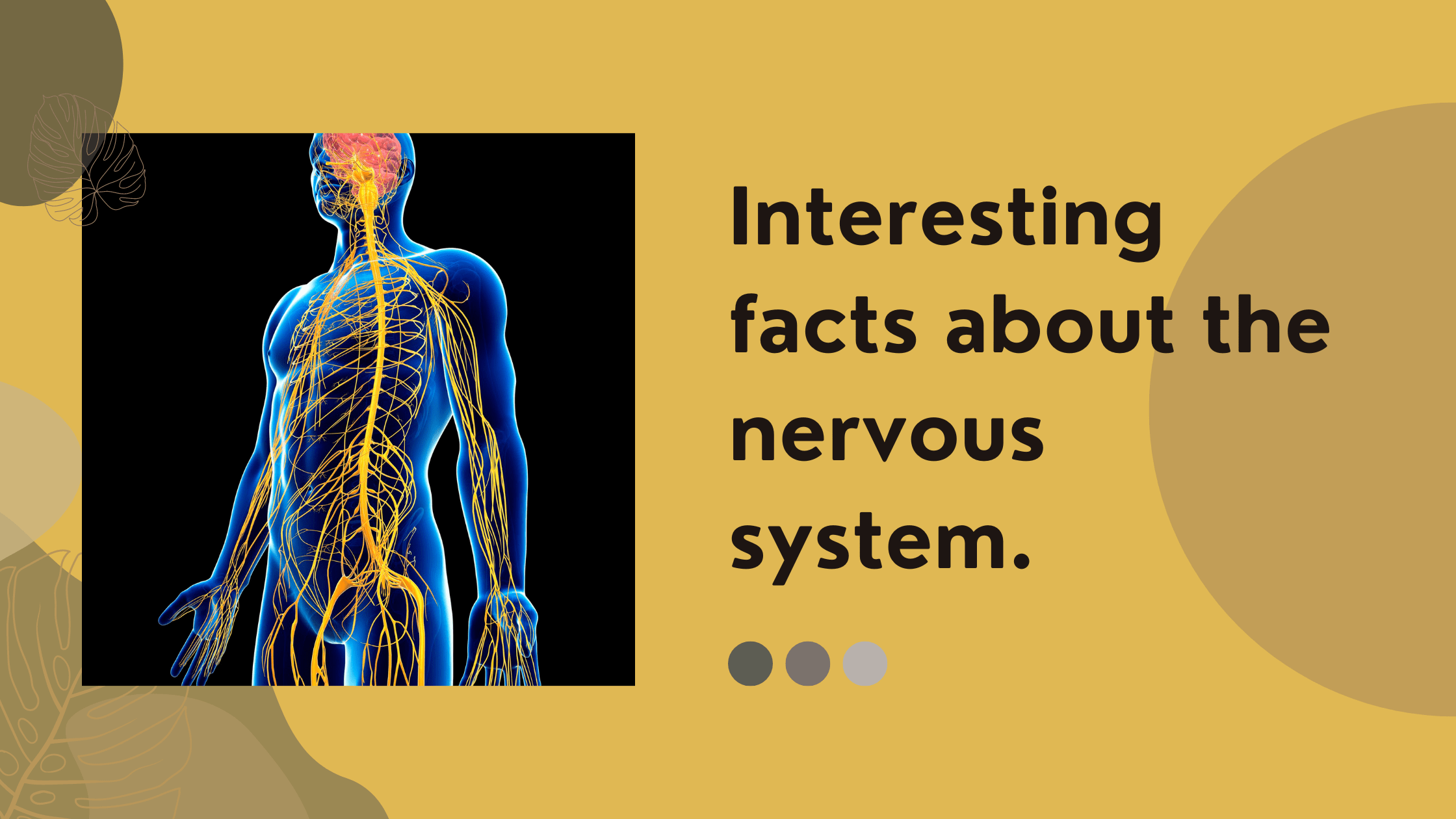 Interesting Facts About The Nervous System Meltblogs