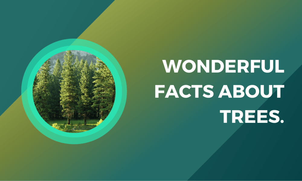 Wonderful facts about Trees.