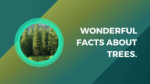 Wonderful facts about Trees.