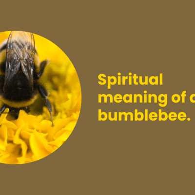 Spiritual meaning of a bumblebee.