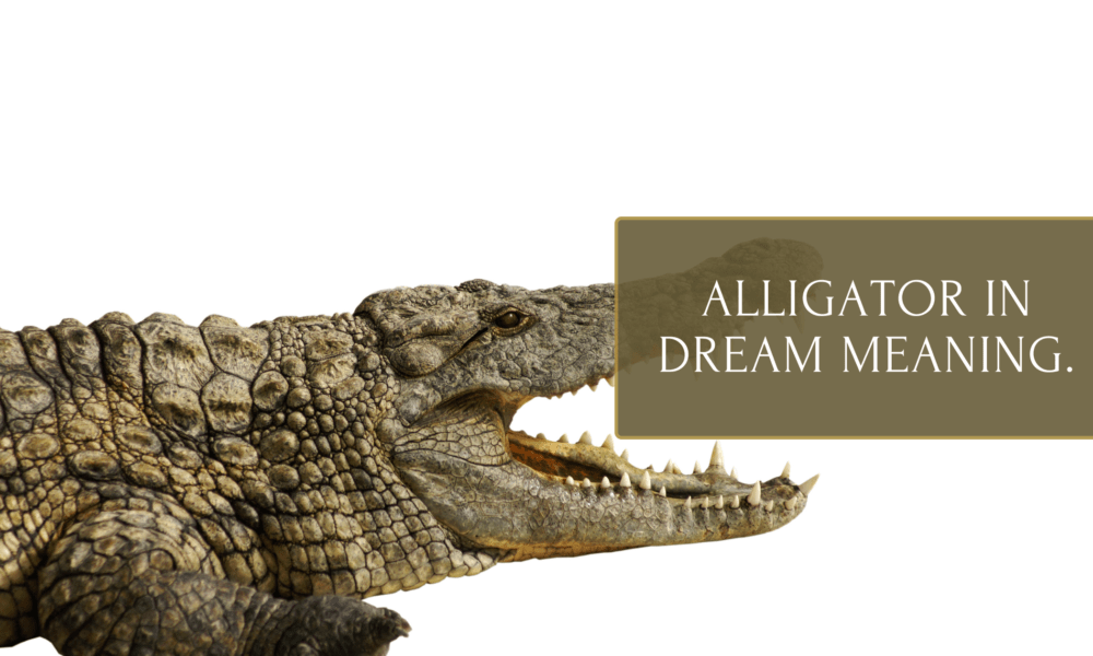 Alligator in dream meaning.