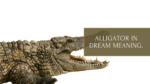 Alligator in dream meaning.