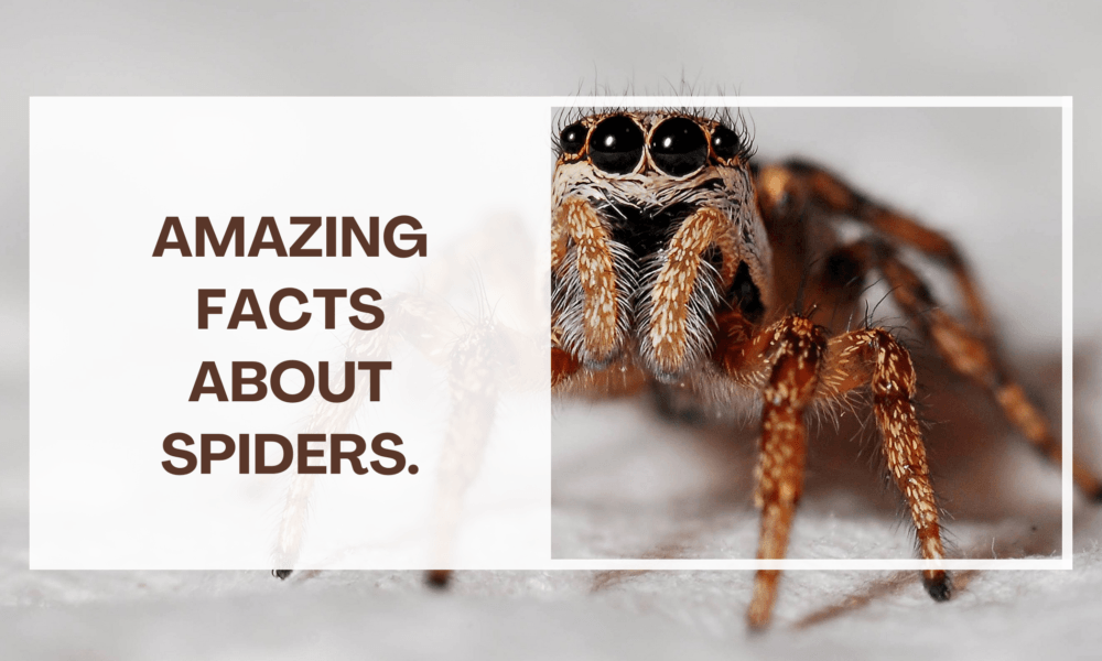 Amazing facts about spiders.