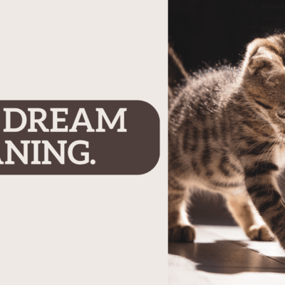 Cat dream meaning.