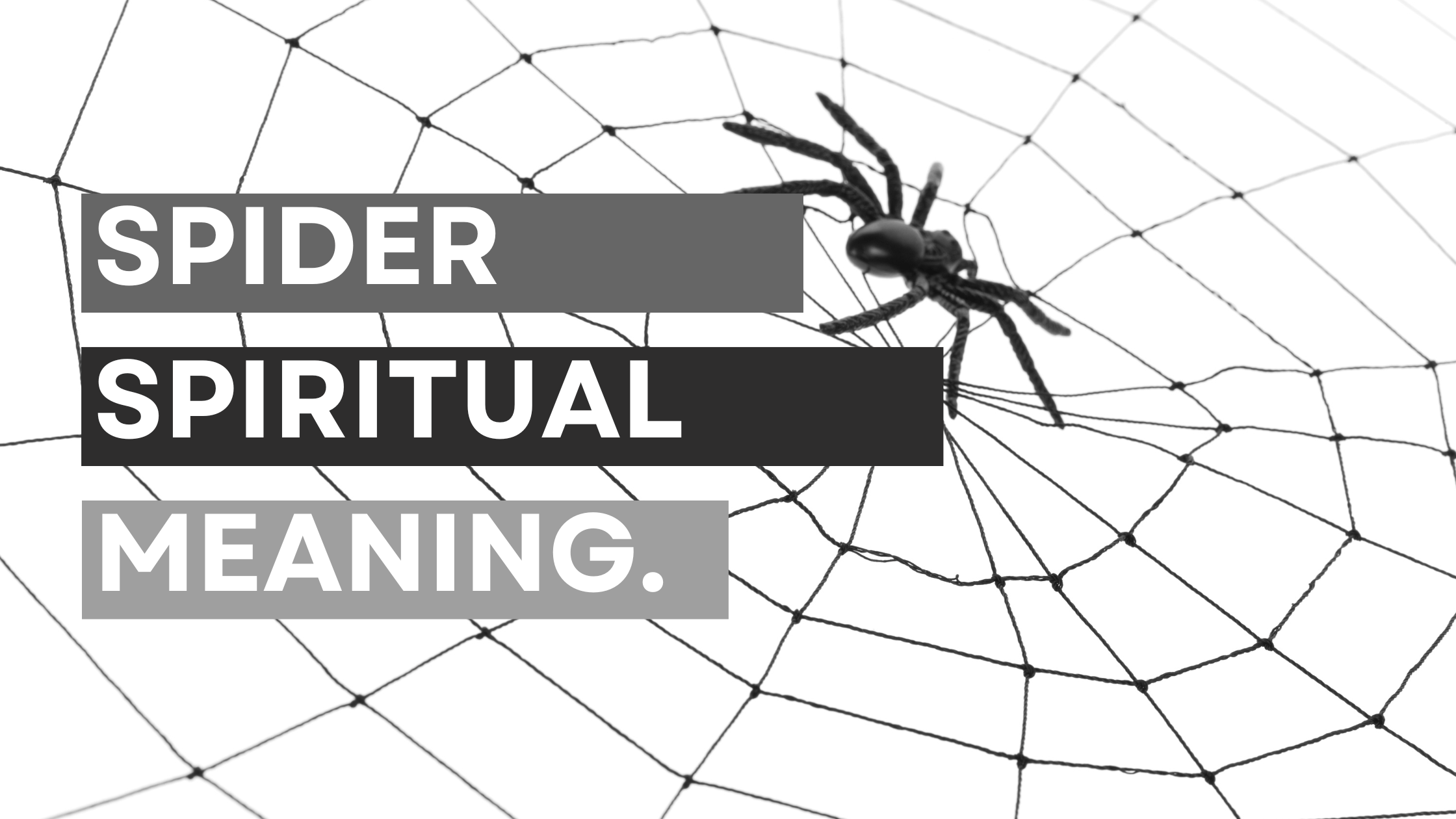 spider-spiritual-meaning-in-love-am-i-cursed