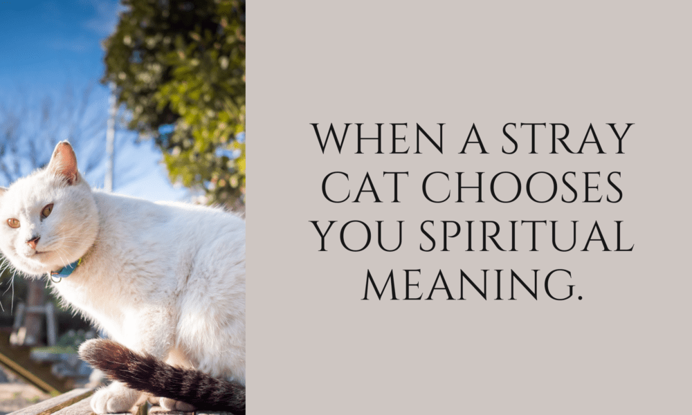 When a stray cat chooses you spiritual meaning.