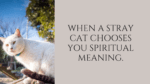 When a stray cat chooses you spiritual meaning.