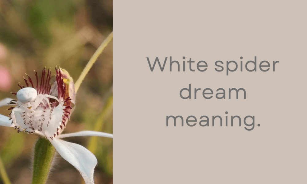 White spider dream meaning.