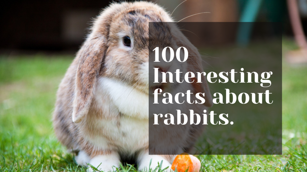 100 interesting facts about rabbits. - MELTBLOGS