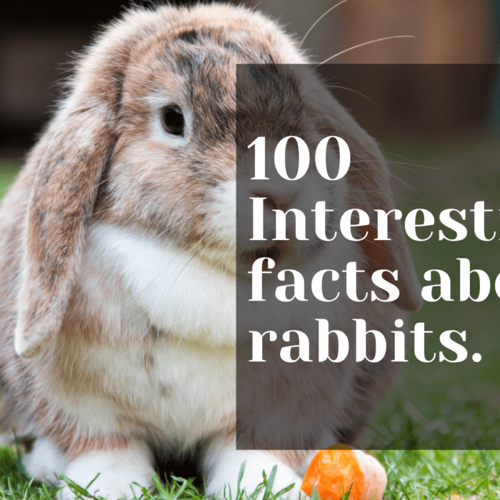 100 interesting facts about rabbits. - MELTBLOGS