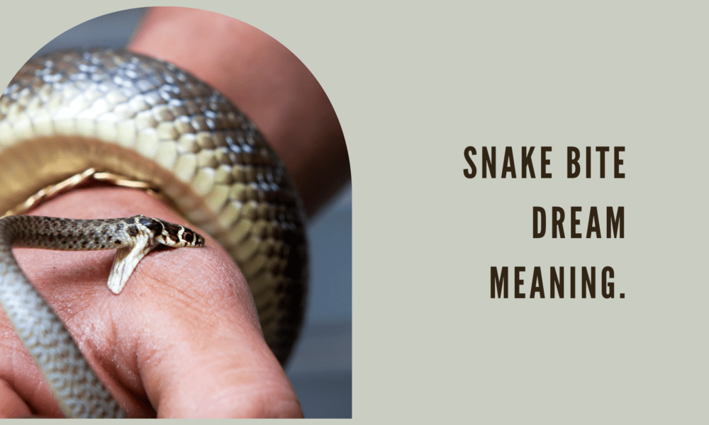Snake bite dream meaning.