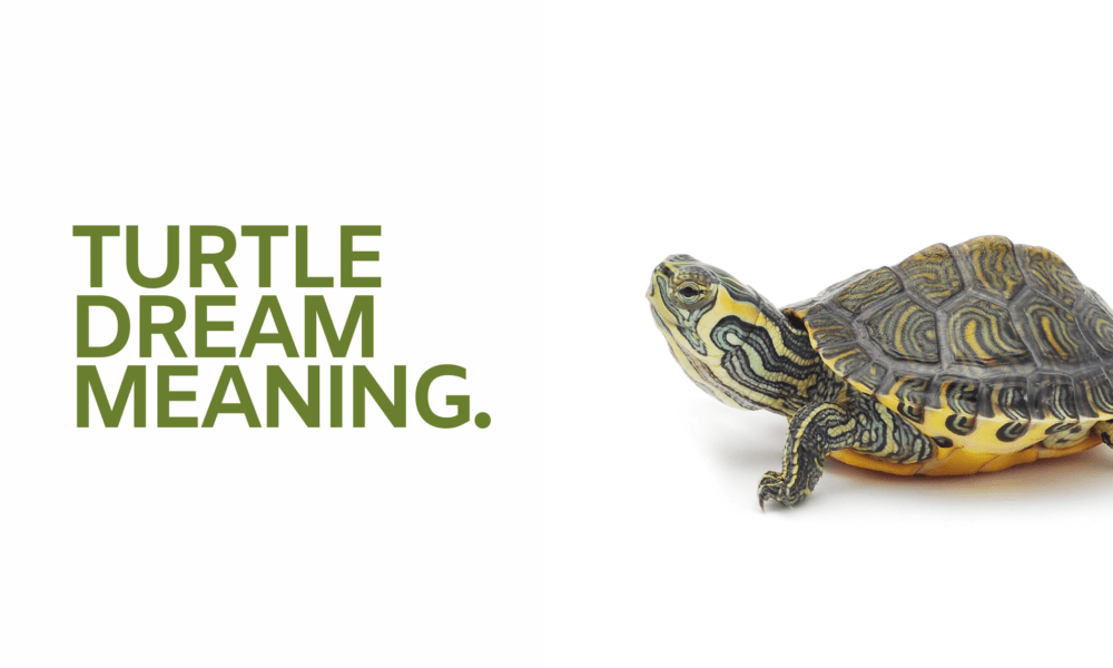 Turtle dream meaning.