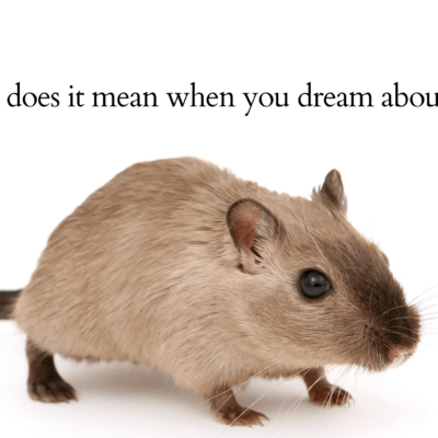 What does it mean when you dream about rats