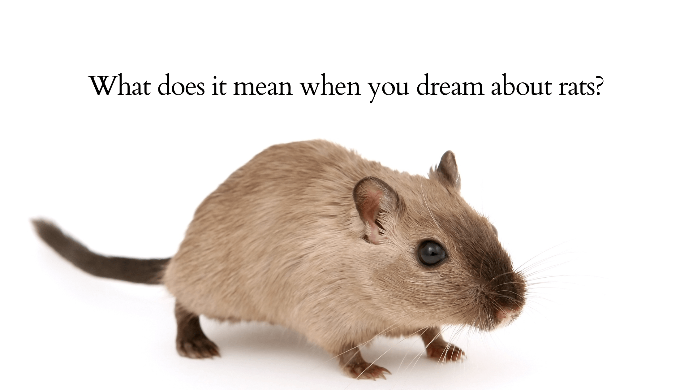 what does it mean when you dream of dead rats