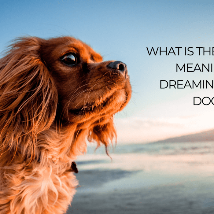 What Is The Spiritual Meaning Of Dreaming About Dogs? - MELTBLOGS