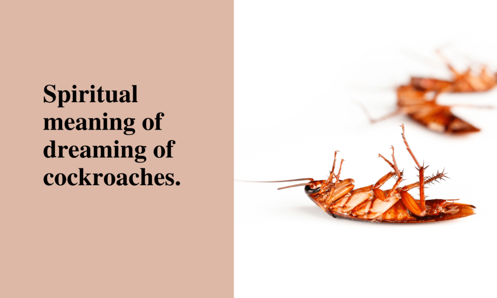 Spiritual meaning of dreaming of cockroaches.