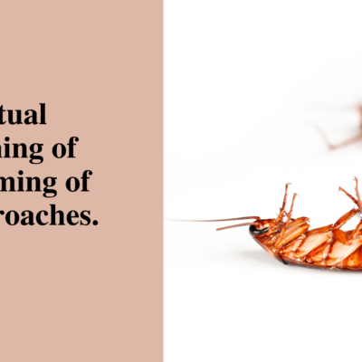 Spiritual meaning of dreaming of cockroaches.