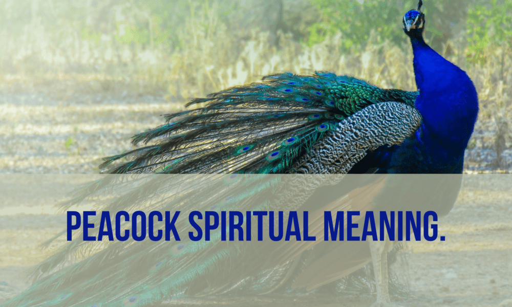 Peacock spiritual meaning
