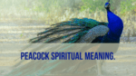 Peacock spiritual meaning