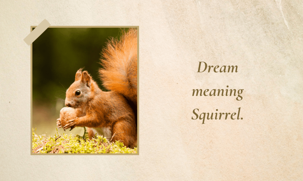 Dream meaning Squirrel
