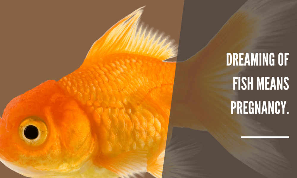Dreaming of fish means pregnancy
