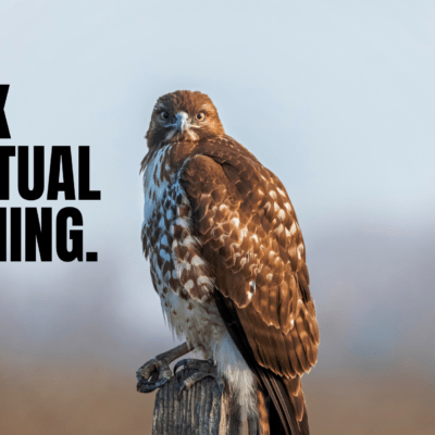 Hawk spiritual meaning