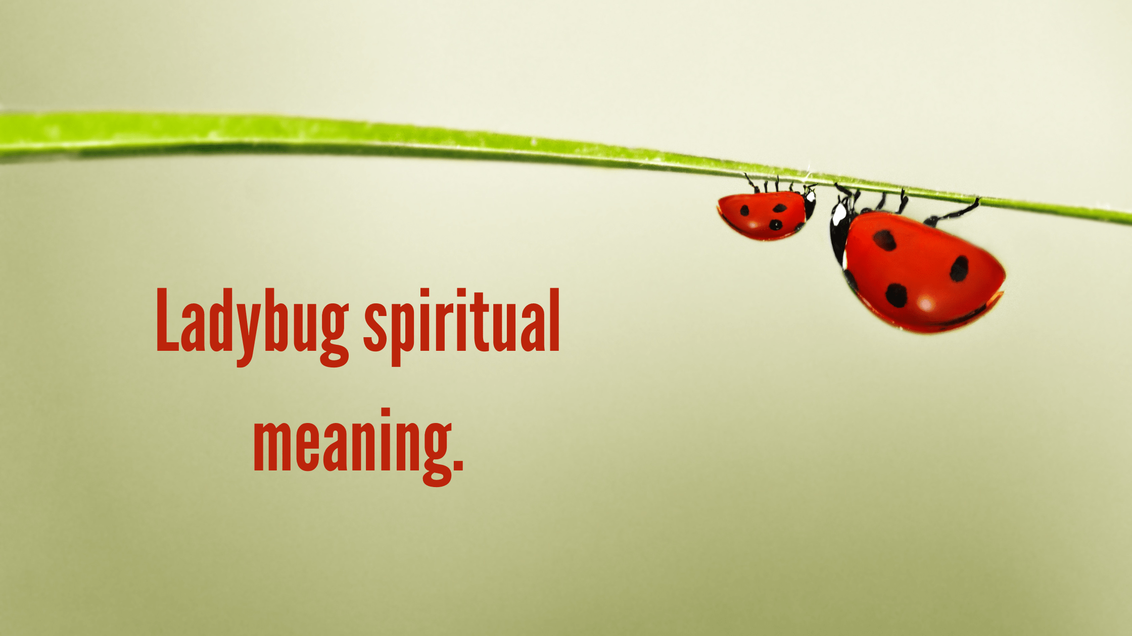 Ladybug spiritual meaning. MELTBLOGS