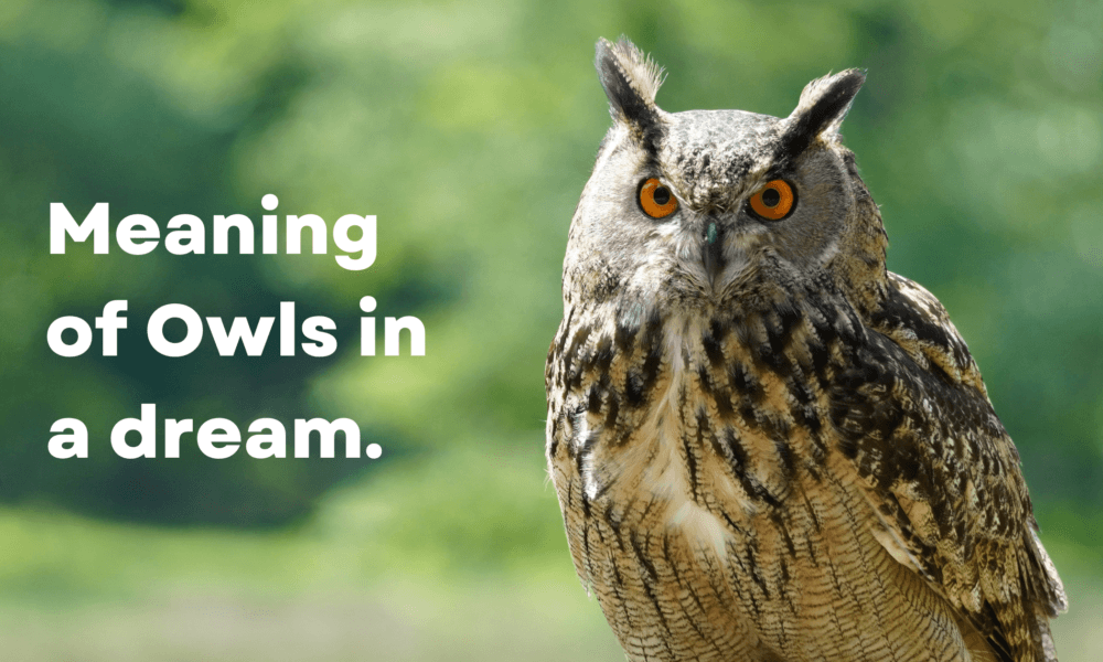Meaning of owls in a dream