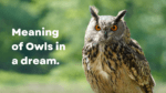 Meaning of owls in a dream