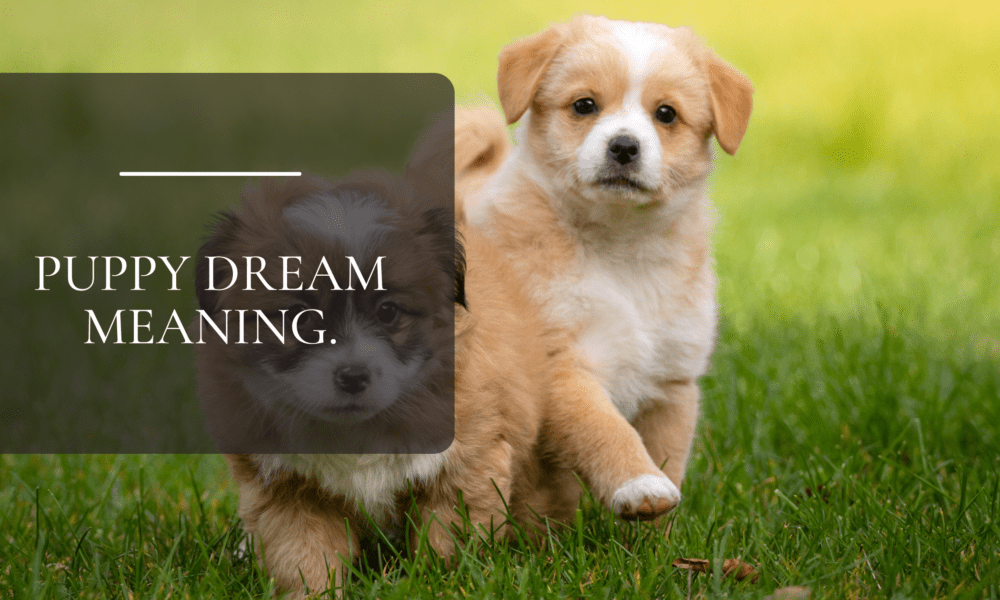Puppy dream meaning