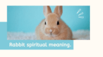 Rabbit spiritual meaning