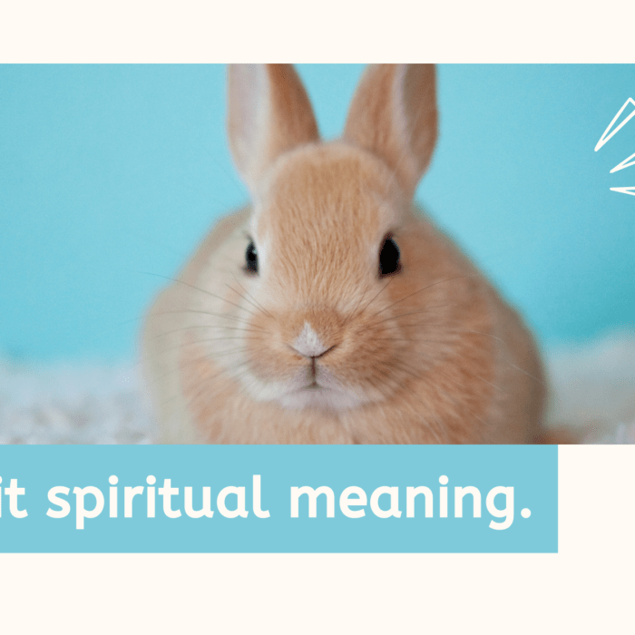 Rabbit spiritual meaning. MELTBLOGS