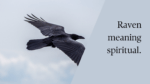 Raven meaning spiritual