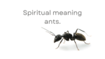 Spiritual meaning ants