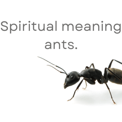 Spiritual meaning ants