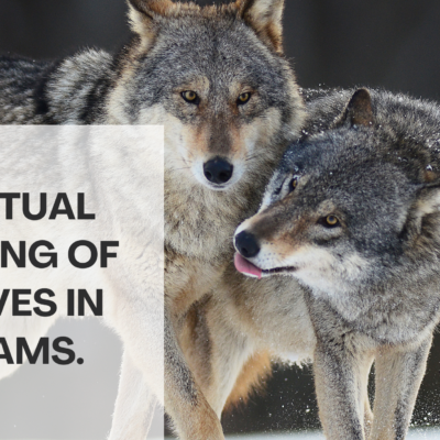 Spiritual meaning of wolves in dreams