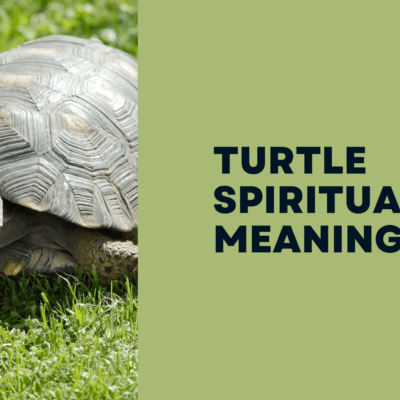 Turtle spiritual meaning