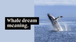 Whale dream meaning