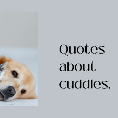 Quotes about cuddles