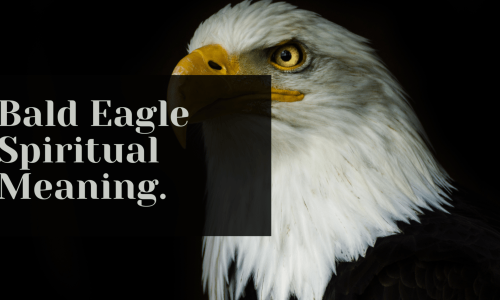 Bald Eagle Spiritual Meaning