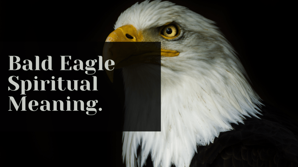 Bald Eagle Spiritual Meaning. MELTBLOGS