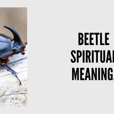 Beetle Spiritual Meaning