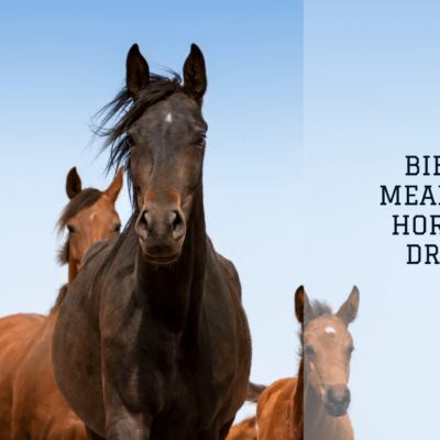 Biblical meaning of horses in dreams