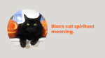 Black cat spiritual meaning