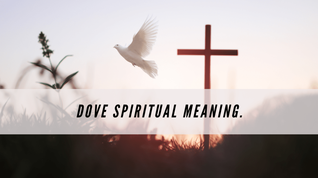 Dove Spiritual Meaning Meltblogs